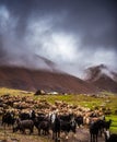 Mongolian sheep and goats are grazing in the pasture in western part of Mongolia