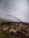 Mongolian sheep and goats are grazing in the pasture in western part of Mongolia Royalty Free Stock Photo