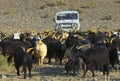 Mongolian shepherds on SUV