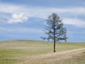Mongolian steppe with lonely tree