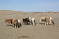 Mongolian Takhi horses in the barren Gobi Desert, Umnugovi, Mongolia.