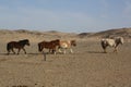 Mongolian Takhi (Przewalski) horses in the largely tranquil desert, Gobi, Mongolia.