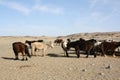 Mongolian Takhi (Przewalski) horses in the tranquility of the quiet desert, Gobi, Mongolia.
