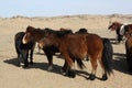 Mongolian Takhi (Przewalski) horses in the wild, Chuun Bogd desert, Gobi, Mongolia. Royalty Free Stock Photo