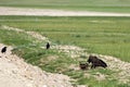 Mongolian Vulture Eating Roadkill