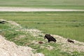 Mongolian Vulture Eating Roadkill Royalty Free Stock Photo