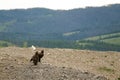 Mongolian Vultures