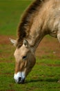 Mongolian Wild Horse