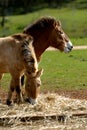 Mongolian Wild Horse