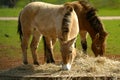 Mongolian Wild Horse