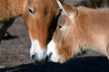 Mongolian wild horses, mother mare and foal