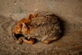 Mongolian Wolf sleeping Royalty Free Stock Photo
