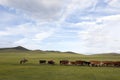Mongolian Woman Herding Cattle