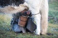 Mongolian woman milking a yak in northern Mongolia.