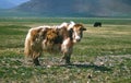 Mongolian yak Royalty Free Stock Photo