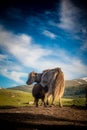 A mongolian yak feeding it Royalty Free Stock Photo
