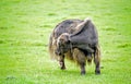 Yak grazing on a pasture Royalty Free Stock Photo