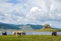 Mongolian yaks grazing around the White Lake