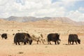 Mongolian yaks.