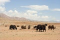 Mongolian yaks.