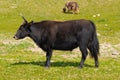 Mongolian yaks in the pasture