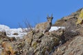 Mongolian Young Ibex