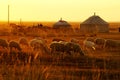 Mongolian Yurt Royalty Free Stock Photo