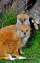 Mongoose Royalty Free Stock Photo
