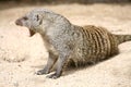 Mongoose