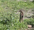 Mongoose is alert for danger in Tanzania, Africa