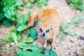 Mongoose Royalty Free Stock Photo