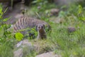 Mongoose baby Royalty Free Stock Photo