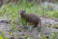 Mongoose baby Royalty Free Stock Photo