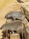 Mongoose basking in the summer sun in a zoo in Erfurt. The animal of & x22;The Jungle Book& x22; R. Kipling Royalty Free Stock Photo