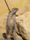 Mongoose basking in the summer sun in a zoo in Erfurt. The animal of & x22;The Jungle Book& x22; R. Kipling Royalty Free Stock Photo