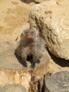 Mongoose basking in the summer sun in a zoo in Erfurt. The animal of & x22;The Jungle Book& x22; R. Kipling Royalty Free Stock Photo