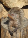 Mongoose basking in the summer sun in a zoo in Erfurt. The animal of & x22;The Jungle Book& x22; R. Kipling Royalty Free Stock Photo