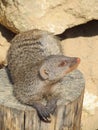 Mongoose basking in the summer sun in a zoo in Erfurt. The animal of & x22;The Jungle Book& x22; R. Kipling Royalty Free Stock Photo