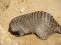 Mongoose basking in the summer sun in a zoo in Erfurt. The animal of & x22;The Jungle Book& x22; R. Kipling Royalty Free Stock Photo