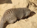 Mongoose basking in the summer sun in a zoo in Erfurt. The animal of & x22;The Jungle Book& x22; R. Kipling Royalty Free Stock Photo