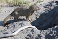 Mongoose with catched snake, Botswana, Africa. Royalty Free Stock Photo