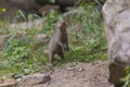 Mongoose Royalty Free Stock Photo