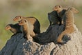 Mongoose family, Etosha National Park, Namibia Royalty Free Stock Photo