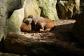 Mongoose Family Sleeping