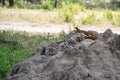 Mongoose family on the top of a termite mound - Tanzania - Tarangire National Park Royalty Free Stock Photo