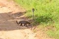 mongoose fights with an aggressive cobra in the wild Royalty Free Stock Photo