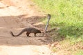 mongoose fights with an aggressive cobra in the wild Royalty Free Stock Photo