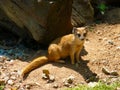 Mongoose fox Cynictis penicillata Royalty Free Stock Photo
