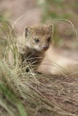 Mongoose fox Royalty Free Stock Photo