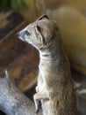 The mongoose has stood on its hind legs and is looking forward with curiosity